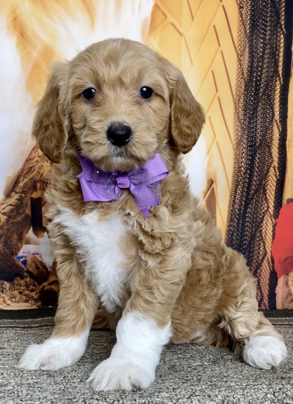 Meet Buster, a very sweet F1B Mini Goldendoodle puppy who is just waiting to steal your heart! Buster is sociliazed and loves children. He is up to date on his shots and dewormings and will go to his new home with a 1 year genetic health guarantee, a vet check and vaccination records. Please text or call me to find out how to meet this sweet little guy! The parents are both genetically tested and clear.