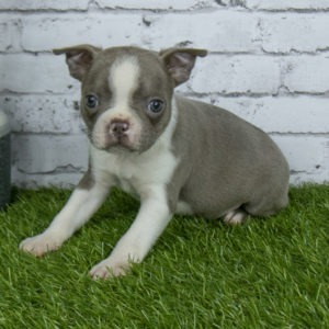 Boston Terrier puppies for sale in Ohio