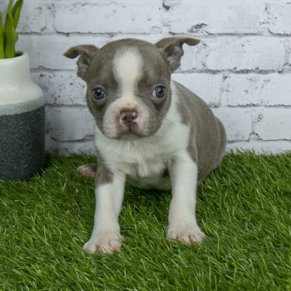 Boston Terrier puppies for sale in Ohio