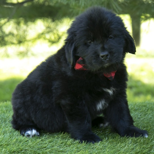 Newfoundland puppies for sale in Ohio Newfoundland puppies for sale in New York Newfoundland puppies for sale in Pennsylvania Newfoundland puppies for sale in Michigan Newfoundland puppies for sale in Indiana Newfoundland puppies for sale in Kentucky Newfoundland puppies for sale in DC Newfoundland puppies for sale Newfoundland puppies for sale in Massachusetts Newfoundland puppies for sale in New Hampshire Newfoundland puppies for sale in Tennessee Newfoundland puppies for sale in Georgia Newfoundland puppies for sale in Florida Newfoundland puppies for sale in South Carolina Newfoundland puppies for sale in North Carolina Newfoundland puppies for sale in TexasNewfoundland puppies for sale in California Newfoundland puppies for sale in Colorado Newfoundland puppies for sale in Virginia Newfoundland puppies for sale in West Virginia Newfoundland puppies for sale in Minnesota Newfoundland puppies for sale in Wisconsin