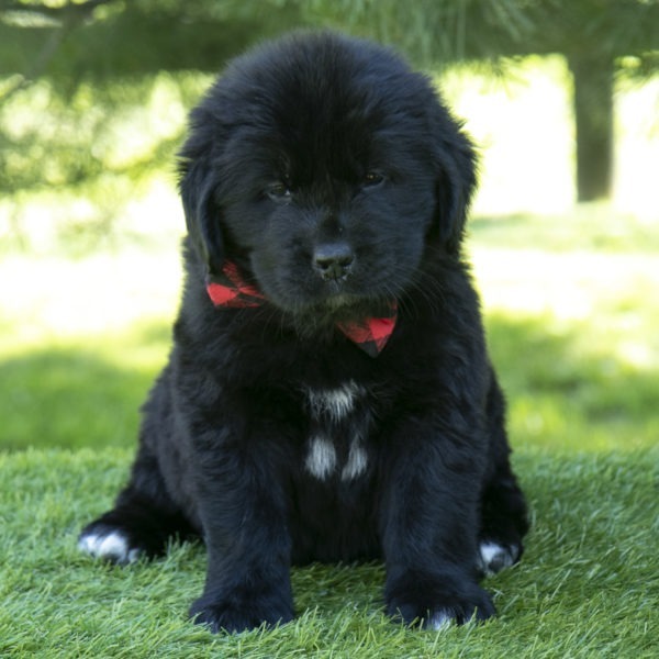 Newfoundland puppies for sale in Ohio Newfoundland puppies for sale in New York Newfoundland puppies for sale in Pennsylvania Newfoundland puppies for sale in Michigan Newfoundland puppies for sale in Indiana Newfoundland puppies for sale in Kentucky Newfoundland puppies for sale in DC Newfoundland puppies for sale Newfoundland puppies for sale in Massachusetts Newfoundland puppies for sale in New Hampshire Newfoundland puppies for sale in Tennessee Newfoundland puppies for sale in Georgia Newfoundland puppies for sale in Florida Newfoundland puppies for sale in South Carolina Newfoundland puppies for sale in North Carolina Newfoundland puppies for sale in TexasNewfoundland puppies for sale in California Newfoundland puppies for sale in Colorado Newfoundland puppies for sale in Virginia Newfoundland puppies for sale in West Virginia Newfoundland puppies for sale in Minnesota Newfoundland puppies for sale in Wisconsin