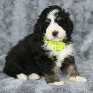 Bernedoodle for sale in Ohio Bernedoodle for sale in New York Bernedoodle for sale in Pennsylvania Bernedoodle for sale in Michigan Bernedoodle for sale in Indiana Bernedoodle for sale in Kentucky Bernedoodle for sale in DC Bernedoodle for sale in Bernedoodle for sale in Massachusetts Bernedoodle for sale in New Hampshire Bernedoodle for sale in Tennessee Bernedoodle for sale in Georgia Bernedoodle for sale in Florida Bernedoodle for sale in South Carolina Bernedoodle for sale in North Carolina Bernedoodle for sale in Texas Bernedoodle for sale in California Bernedoodle for sale in Colorado Bernedoodle for sale in Virginia Bernedoodle for sale in West Virginia Bernedoodle for sale in Minnesota Bernedoodle for sale in Wisconsin