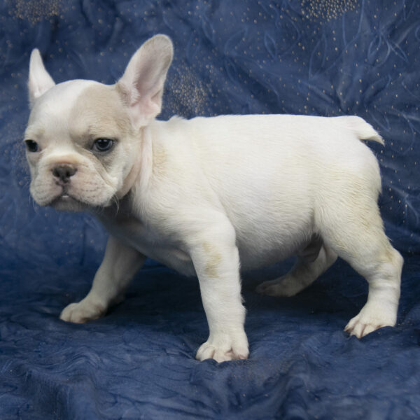 French Bulldog puppies for sale in Ohio French Bulldog puppies for sale in New York French Bulldog puppies for sale in Pennsylvania French Bulldog puppies for sale in Michigan French Bulldog puppies for sale in Indiana French Bulldog puppies for sale in Kentucky French Bulldog puppies for sale in DC Cavalier French Bulldog puppies for sale in French Bulldog puppies for sale in Massachusetts French Bulldog puppies for sale in New Hampshire French Bulldog puppies for sale in Tennessee French Bulldog puppies for sale in Georgia French Bulldog puppies for sale in Florida French Bulldog puppies for sale in South Carolina French Bulldog puppies for sale in North Carolina French Bulldog puppies for sale in Texas French Bulldog puppies for sale in California French Bulldog puppies for sale in Colorado French Bulldog puppies for sale in Virginia French Bulldog puppies for sale in West Virginia French Bulldog puppies for sale in Minnesota French Bulldog puppies for sale in Wisconsin