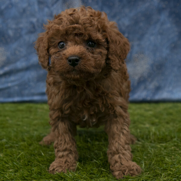 Mipuppies for sale in Ohio Mini Poodle puppies for sale in Pennsylvania Mini Poodle puppies for sale in New York Mini Poodle puppies for sale in California Mini Poodle puppies for sale in West Virginia Mini Poodle puppies for sale in Michigan Mini Poodle puppies for sale in Illinois Mini Poodle puppies for sale in Kentucky Mini Poodle puppies for sale in Georgia Mini Poodle puppies for sale in Tennessee Mini Poodle puppies for sale in Indiana Mini Poodle puppies for sale in South Carolina Mini Poodle puppies for sale in Virginia Mini Poodle puppies for sale in Texas