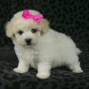 Bichpoo puppies for sale in ohio puppies for sale in ohio puppies for sale in ohio puppies for sale in ohio puppies for sale in ohio puppies for sale in ohio puppies for sale in ohio puppies for sale in ohio