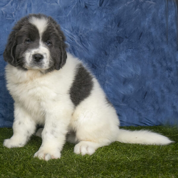 Newfoundland puppies for sale in ohio Newfoundland puppies for sale in ohio Newfoundland puppies for sale in ohio Puppies for sale in Ohio Puppies for sale in Ohio Puppies for sale in Ohio Puppies for sale in Ohio Puppies for sale in Ohio Puppies for sale in Ohio Puppies for sale in Ohio Puppies for sale in Ohio Puppies for sale in Ohio Puppies for sale in Ohio Puppies for sale in Ohio Puppies for sale in Ohio Puppies for sale in Ohio Puppies for sale in Ohio Puppies for sale in Ohio Puppies for sale in Ohio