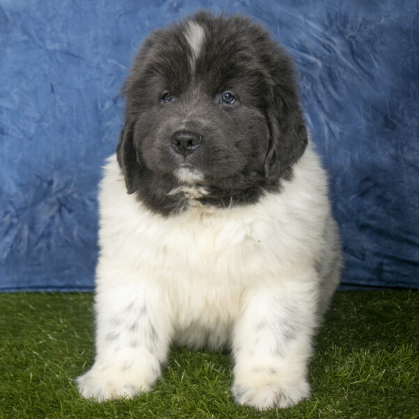 Newfoundland puppies for sale in ohio Newfoundland puppies for sale in ohio Newfoundland puppies for sale in ohio Puppies for sale in Ohio Puppies for sale in Ohio Puppies for sale in Ohio Puppies for sale in Ohio Puppies for sale in Ohio Puppies for sale in Ohio Puppies for sale in Ohio Puppies for sale in Ohio Puppies for sale in Ohio Puppies for sale in Ohio Puppies for sale in Ohio Puppies for sale in Ohio Puppies for sale in Ohio Puppies for sale in Ohio Puppies for sale in Ohio Puppies for sale in Ohio