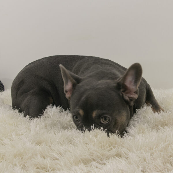 French Bulldogs for sale in Ohio Puppies for sale in Ohio