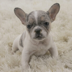 French Bulldogs for sale in Ohio Puppies for sale in Ohio