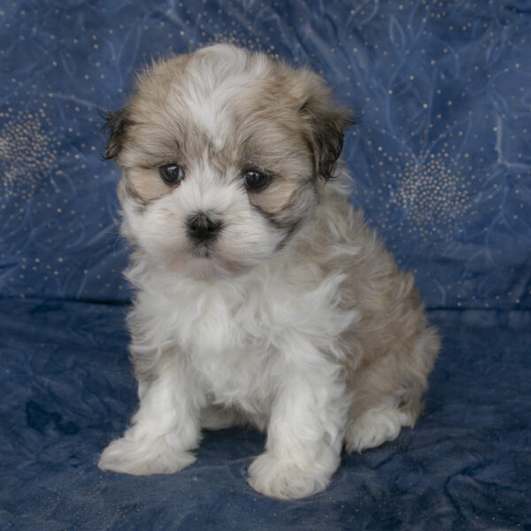 Havanese for sale in Ohio. Puppies for sale in Ohio.