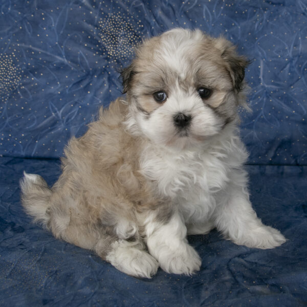 Havanese for sale in Ohio. Puppies for sale in Ohio.