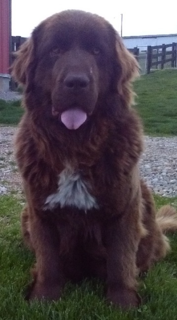 Newfoundlands for sale in Ohio. Puppies for sale in Ohio.