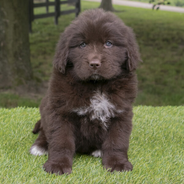 Newfoundlands for sale in Ohio. Puppies for sale in Ohio.