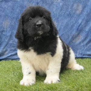 Newfoundlands for sale in Ohio Puppies for sale in Ohio