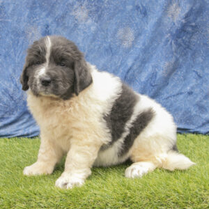 Newfoundlands for sale in Ohio Puppies for sale in Ohio