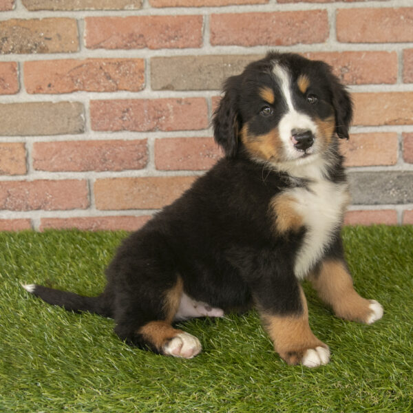 Bernese Mountain dog puppies for sale in Ohio. Bernese Mountain dog puppies for sale in West Virginia Bernese Mountain dog puppies for sale in Michigan Bernese Mountain dog puppies for sale in Kentucky French Bulldog for sale in Virginia Bernese Mountain dogs puppies for sale in New York Bernese Mountain dog puppies for sale in Indiana Bernese Mountain dog puppies for sale in Tennessee Bernese Mountain dog puppies for sale in Georgia Bernese Mountain dog puppies for sale in South Carolina Bernese Mountain dog puppies for sale in North Carolina Bernese Mountain dog puppies for sale in California. Puppies for sale in Ohio
