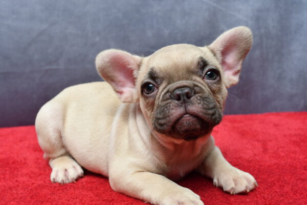 French Bulldog puppies for sale in Ohio. French Bulldog puppies for sale in West Virginia French Bulldog puppies for sale in Michigan French Bulldog puppies for sale in Kentucky French Bulldog for sale in Virginia Golden Retriever puppies for sale in New York French Bulldogs puppies for sale in Indiana French Bulldogs puppies for sale in Tennessee French Bulldog puppies for sale in Georgia French Bulldog puppies for sale in South Carolina French Bulldog puppies for sale in North Carolina French Bulldog puppies for sale in California. Puppies for sale in Ohio