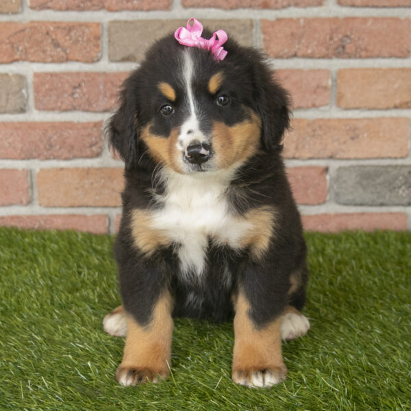 Bernese Mountain dog puppies for sale in Ohio. Bernese Mountain dog puppies for sale in West Virginia Bernese Mountain dog puppies for sale in Michigan Bernese Mountain dog puppies for sale in Kentucky French Bulldog for sale in Virginia Bernese Mountain dogs puppies for sale in New York Bernese Mountain dog puppies for sale in Indiana Bernese Mountain dog puppies for sale in Tennessee Bernese Mountain dog puppies for sale in Georgia Bernese Mountain dog puppies for sale in South Carolina Bernese Mountain dog puppies for sale in North Carolina Bernese Mountain dog puppies for sale in California. Puppies for sale in Ohio