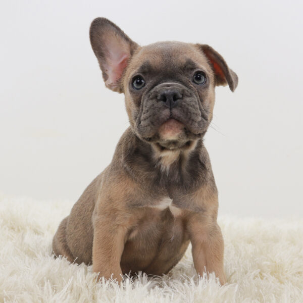 French Bulldog puppies for sale in Ohio. French Bulldog puppies for sale in West Virginia French Bulldog puppies for sale in Michigan French Bulldog puppies for sale in Kentucky French Bulldog for sale in Virginia Golden Retriever puppies for sale in New York French Bulldogs puppies for sale in Indiana French Bulldogs puppies for sale in Tennessee French Bulldog puppies for sale in Georgia French Bulldog puppies for sale in South Carolina French Bulldog puppies for sale in North Carolina French Bulldog puppies for sale in California. Puppies for sale in Ohio
