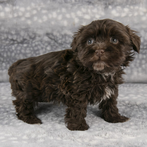Havanese for sale in Ohio Havanese for sale in Pennsylvania Havanese for sale in Kentucky Havanese for sale in New York Havanese for sale in DC Havanese for sale in Georgia Havanese for sale in California Havanese for sale in Virginia Havanese for sale in Maine Havanese for sale in New Jersey Puppies for sale in Ohio